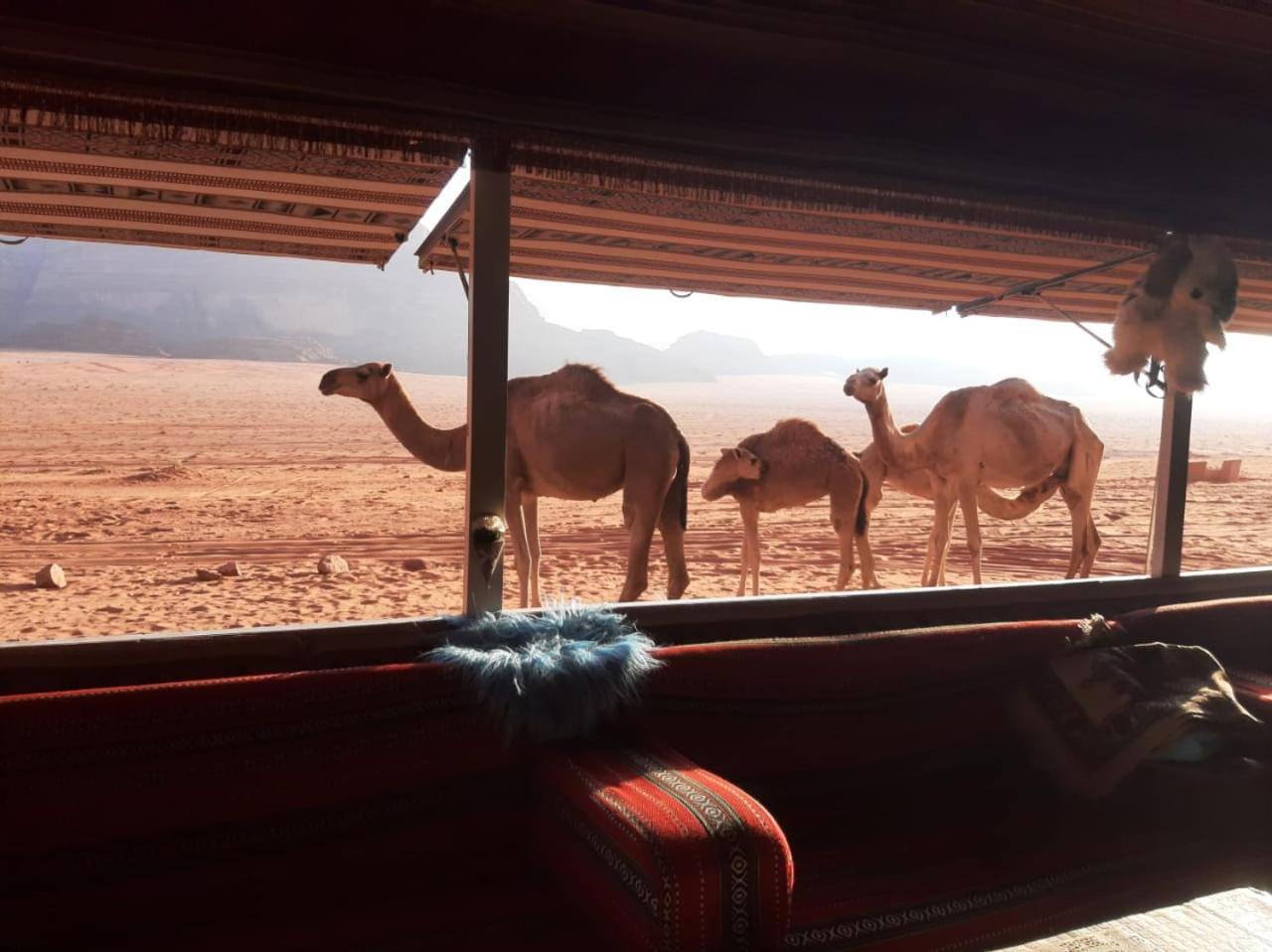 Omar Ghazi Camp Hotell Wadi Rum Eksteriør bilde